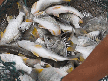 珠海這條魚，游進了央視！——農產品品牌化的成功之路